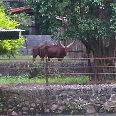 Sepasang Watusi Ras Afrika Jadi Penghuni Baru KBS