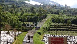 Ada Bahaya Gas Beracun, Petani di Kawah Timbang Nekat Beraktivitas