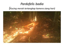 Kucing Merah & Hewan Langka Lain Ada di Taman Nasional Kutai