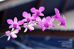 Orchid