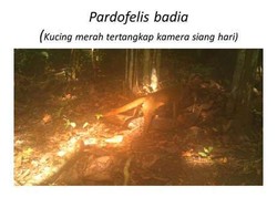 Ditemukan! Kucing Merah Langka di Taman Nasional Kutai