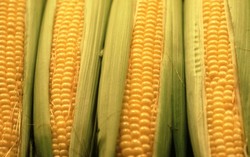 Agar Mata Tetap Sehat, Rutinlah Ngemil Jagung Manis