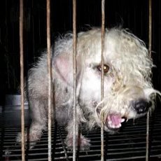 Tragis, 3 Anjing di Karawaci Ditelantarkan Pemiliknya Hingga Jamuran