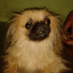 Demi Bertahan Hidup, Anjing di Karawaci Makan Kotorannya Sendiri