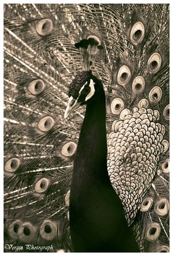 Glamorous Bird