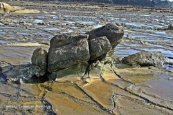 Ini Baru Unik! Batu Kodok di Pantai Sawarna