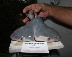 Aneh Bin Ajaib, Ada Hiu Berkepala Dua di Florida