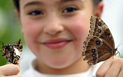 Kupu-kupu dari Seluruh Dunia Berkumpul di London