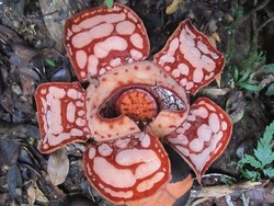 Langka! Rafflesia Merah Putih Mekar di Riau