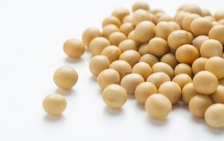 Peptida dalam Kacang Kedelai Ampuh Hambat Sel Kanker