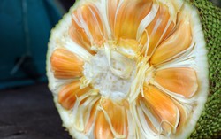 Sering Mengalami Sembelit? Makanlah Buah Nangka!