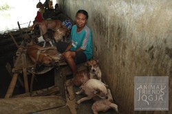 Yuk, Bantu Mak Tun dan 14 Anjingnya Pindah dari Kolong Jembatan