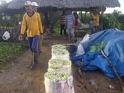 Sumber Penghidupan 720 KK di Kukar Terancam Aktivitas Tambang Batu Bara