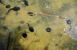 Jijik! Turis Korsel Selundupkan Kecebong dalam Mulut