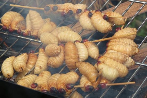 Makan Ulat Sagu, Berani?