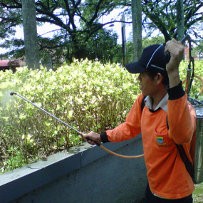 Ratusan Ulat di Taman Citarum Bandung Disemprot Racun