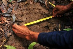 Keberadaan Badak Sumatera di Kalimantan Terus Ditelusuri