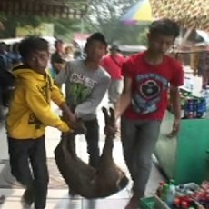 Rusa Bawean KBS Kabur