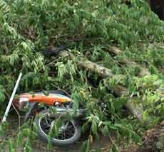 Kabel Listrik Tersangkut Kontainer, 5 Motor Tertimpa Pohon