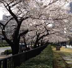 Bunga Sakura Bersemi Dua Minggu Lebih Awal