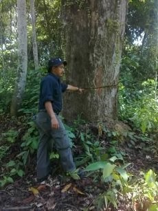 Lawa Ditangkap Petugas Patroli Saat Bawa Kayu di Taman Nasional Kutai
