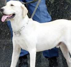 Guk Guk! Polisi di AS Pura-pura Jadi Anjing Demi Menangkap Pencuri