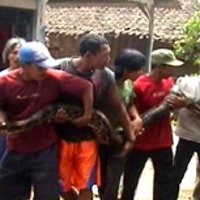 Ular Sanca Sepanjang 4,5 Meter Pemakan Unggas Milik Warga Ditangkap 