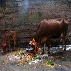 Sering Picu Kecelakaan, Sapi-sapi di Nepal Ditangkap Polisi