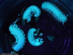 Penjara Terseram di AS Punya Hewan Menyala Dalam Gelap!