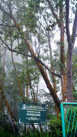 Junghuhn, Petualan yang Memilih Jalan Sepi