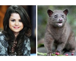 11 Selebriti Dibilang Mirip Hewan: Mulai dari Domba Sampai Ikan Paus