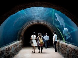 Akuarium Air Tawar Terbesar Sedunia Dibuka di Singapura