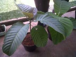 Punya Lahan Luas, Tanam Pohon Jabon dan Sengon!