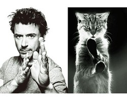 Lucunya...Ketika Kucing Berpose Meniru Gaya Seleb-seleb Tampan Dunia