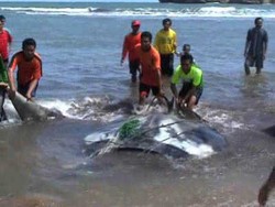 Seekor Ikan Pari Raksasa Tersangkut Jaring Nelayan di Pantai Gunungkidul