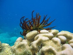 Seperti Inilah Bawah Laut Karimunjawa