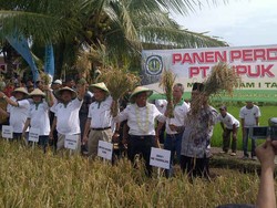Panen Raya, Dahlan & Bos BUMN Pupuk Turun ke Sawah