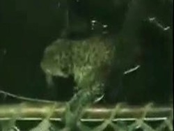 Macan Tutul Tercebur Sumur, Petugas Penyelamat Kewalahan