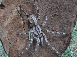 Ada Tarantula Raksasa di Sri Lanka!