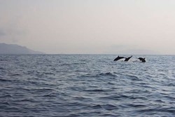 Mau Lihat Lumba-lumba, Silakan Datang ke Pulau Mare