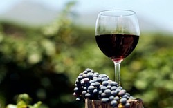 Akibat Perubahan Iklim Global Produksi Wine Dunia Akan Terus Merosot