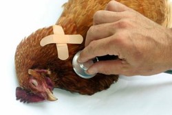 Flu Burung Tak Menular Antar Manusia dan dari Unggas ke Manusia