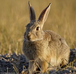 Coba Selamatkan Kelinci, Pria Ini Tewas Tertabrak Mobil
