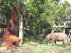 Turis AS Senang ke Kalimantan untuk Lihat Orangutan
