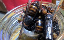 Berani Mencicipi Minuman Beralkohol Plus Fermentasi Tawon?