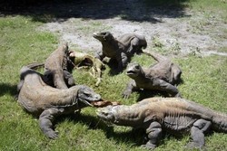 Heboh! Kisah Nenek 83 Tahun Melawan Komodo di Pulau Rinca