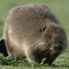 Maksud Hati Ingin Memfoto, Pria Ini Tewas Digigit Berang-berang