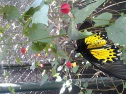 Ini Ide Untuk Akhir Pekan di Bandung: Taman Kupu-kupu