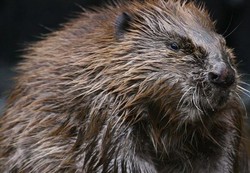 Potret Berang-berang, Turis Ini Malah Diserang Hingga Tewas