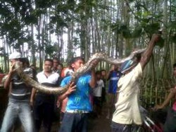 Sanca Pemangsa Unggas Warga Ditangkap